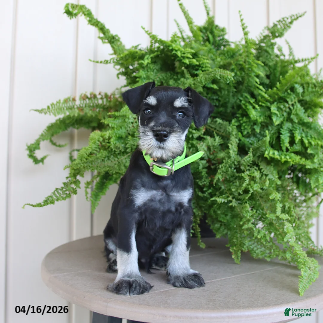 Miniature Schnauzer dogs for sale: Jackson - Ad 1