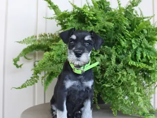 Miniature Schnauzer dogs for sale: Jackson - Ad 1