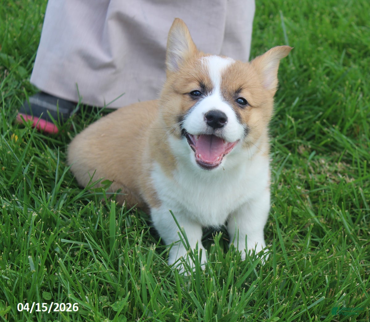 Welsh Corgi Pembroke dogs Brad - Ad 1