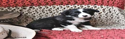 Border Collie dogs for sale: Daphne - Ad 1