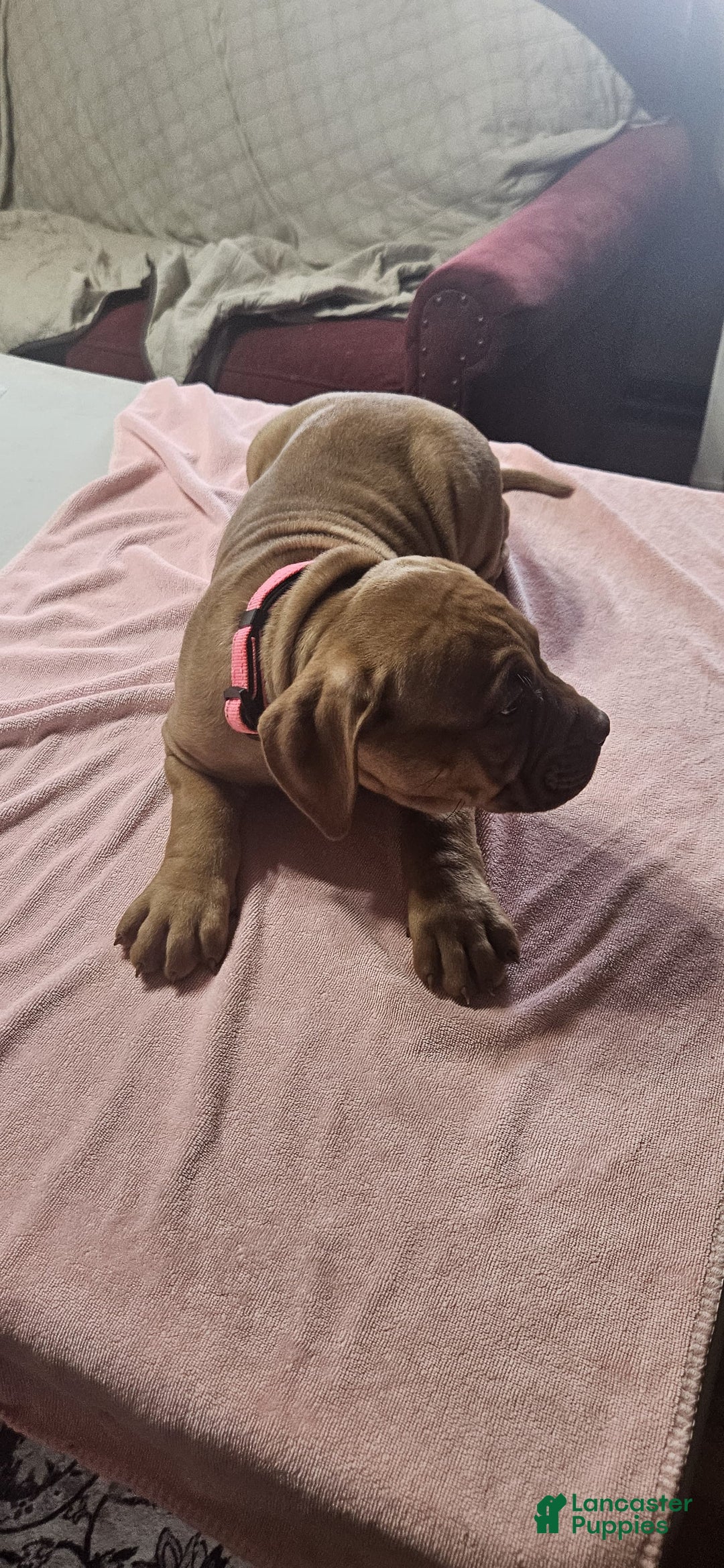 American Bully dogs for sale: NUTMEG  - Ad 2