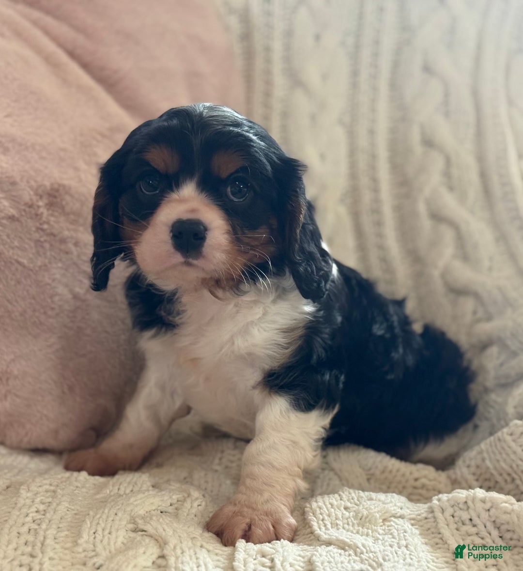 Cavalier King Charles Spaniel dogs for sale: Oreo Cookie - Ad 8