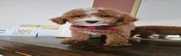 Mini Goldendoodle dogs for sale: Macintosh - Ad 4