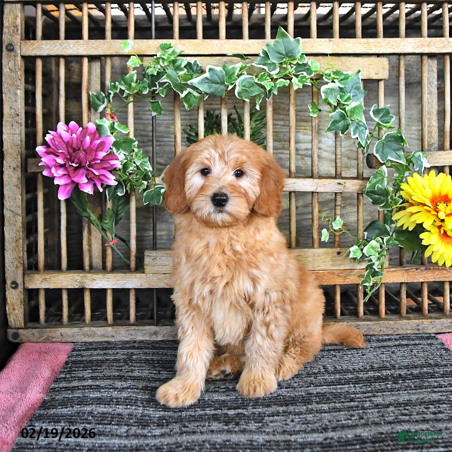 Mini Goldendoodle dogs Molly - Ad 2