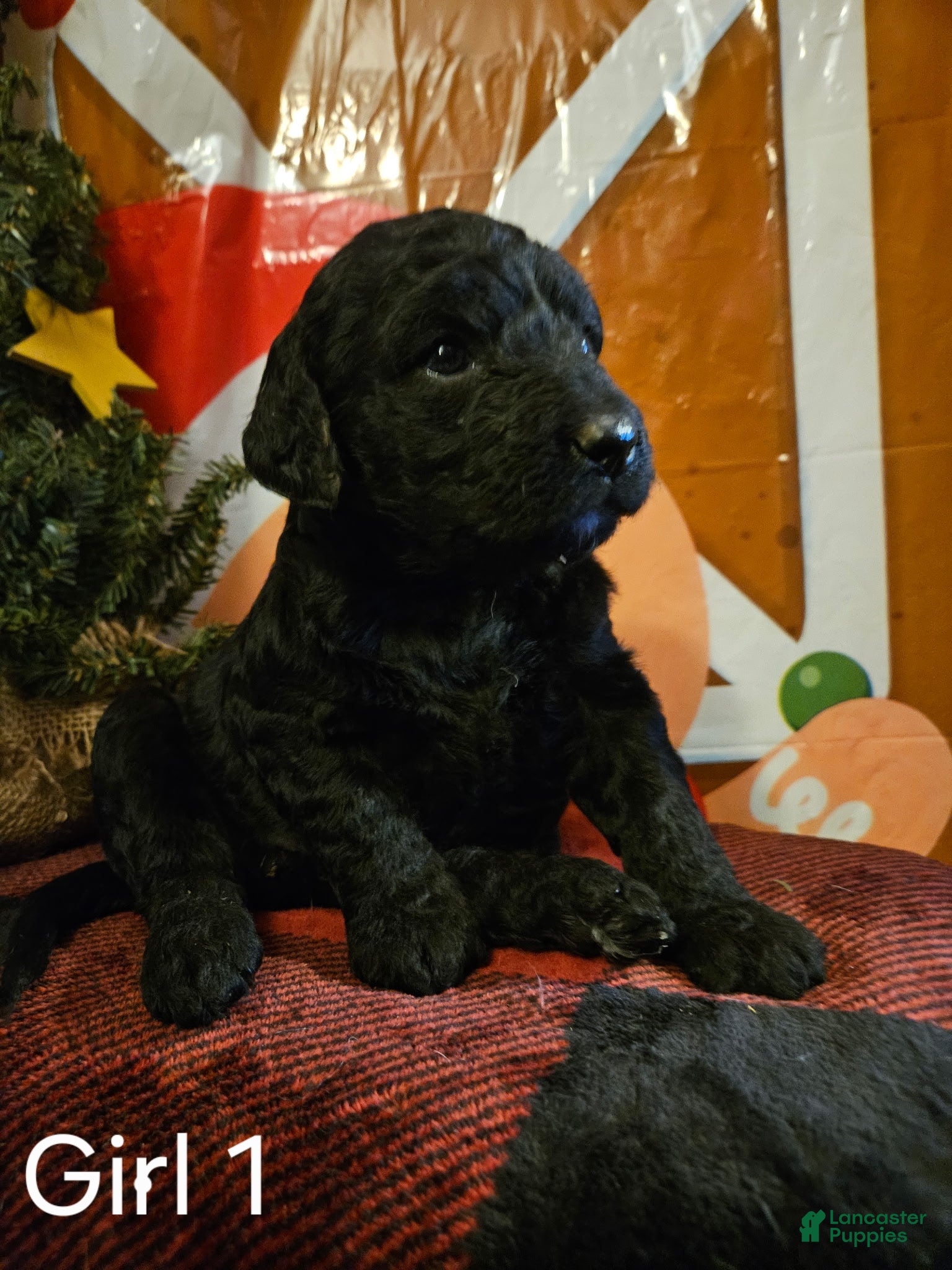 Mixed Breed dogs Girl #1 - Ad 37