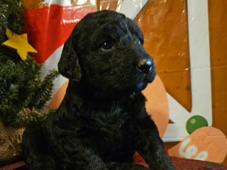 Mixed Breed dogs Girl #1 - Ad 37