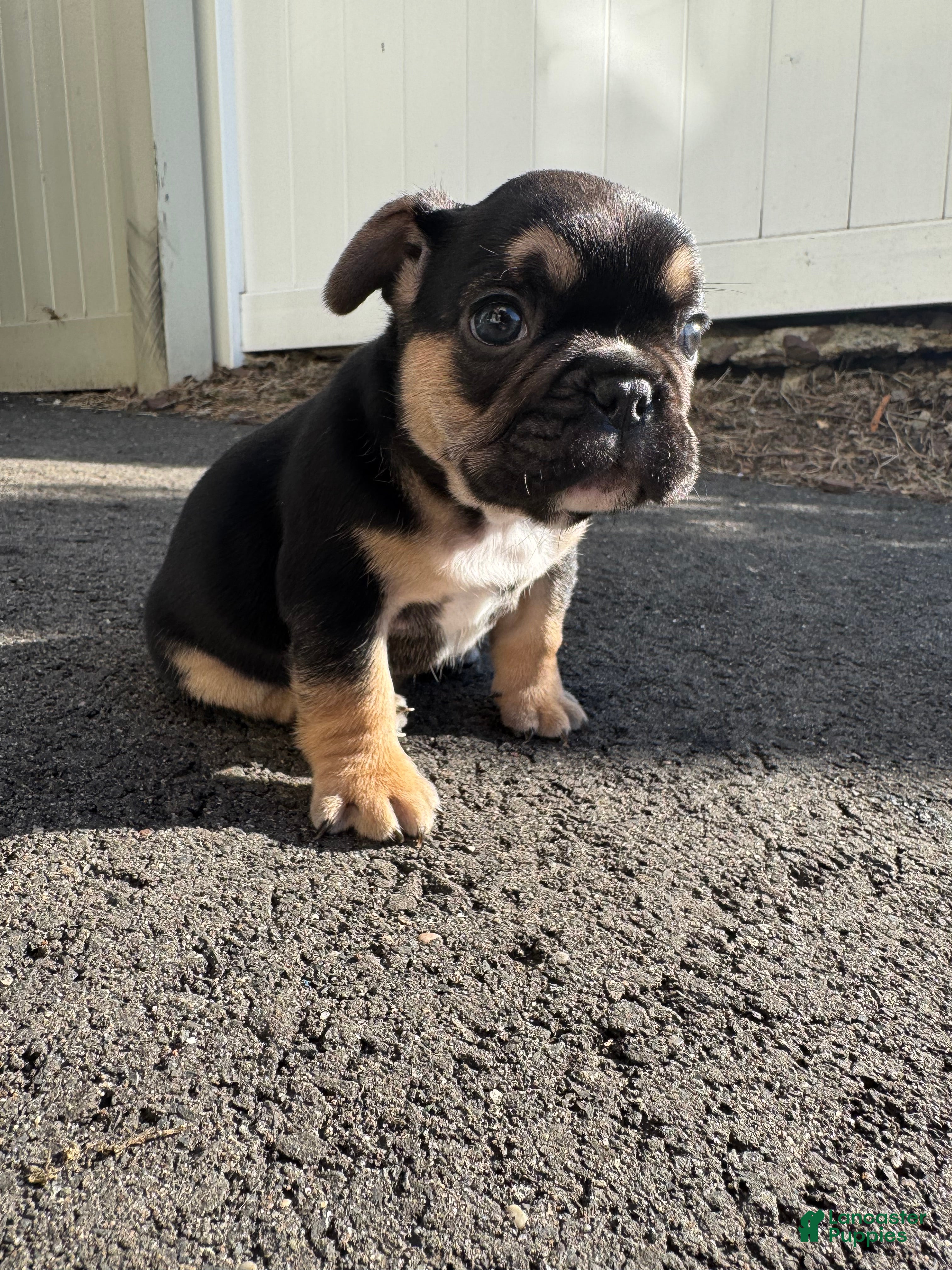 French Bulldog dogs Carl - Ad 1