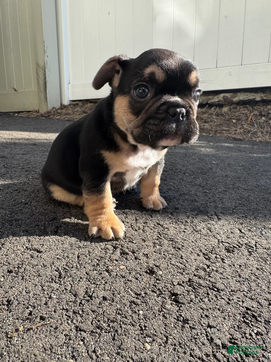 French Bulldog dogs for sale: Carl - Ad 1
