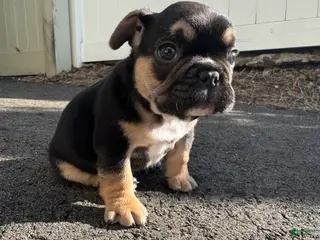 French Bulldog dogs for sale: Carl - Ad 1