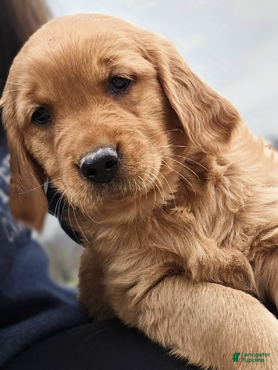 Golden Retriever dogs Pebbles - Ad 1