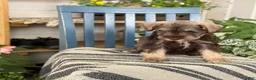 Miniature Schnauzer dogs for sale: Smokey - Ad 12
