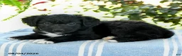 Aussiedoodle dogs for sale: Mellody - Ad 3