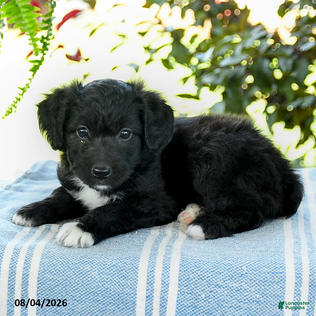 Aussiedoodle dogs for sale: Mellody - Ad 3
