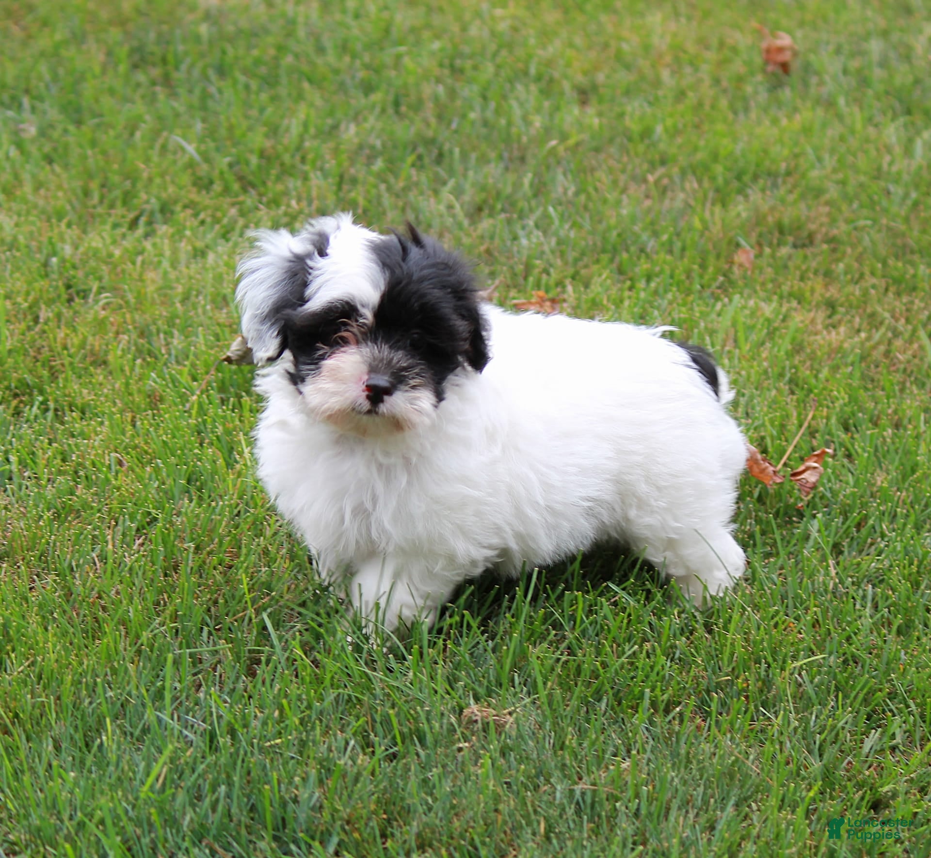 Lhasa Apso Poodle Mix Black And White Japanese Shih Poo Puppies
