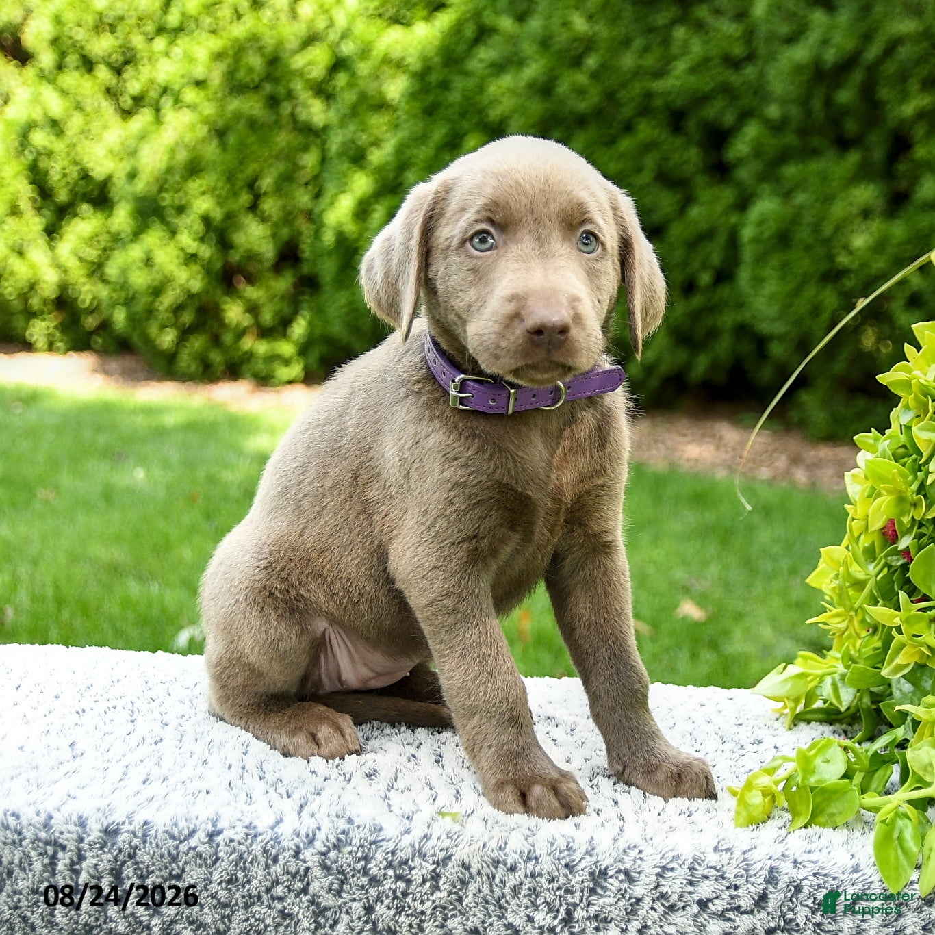 Labrador Retriever dogs for sale: River - Ad 1