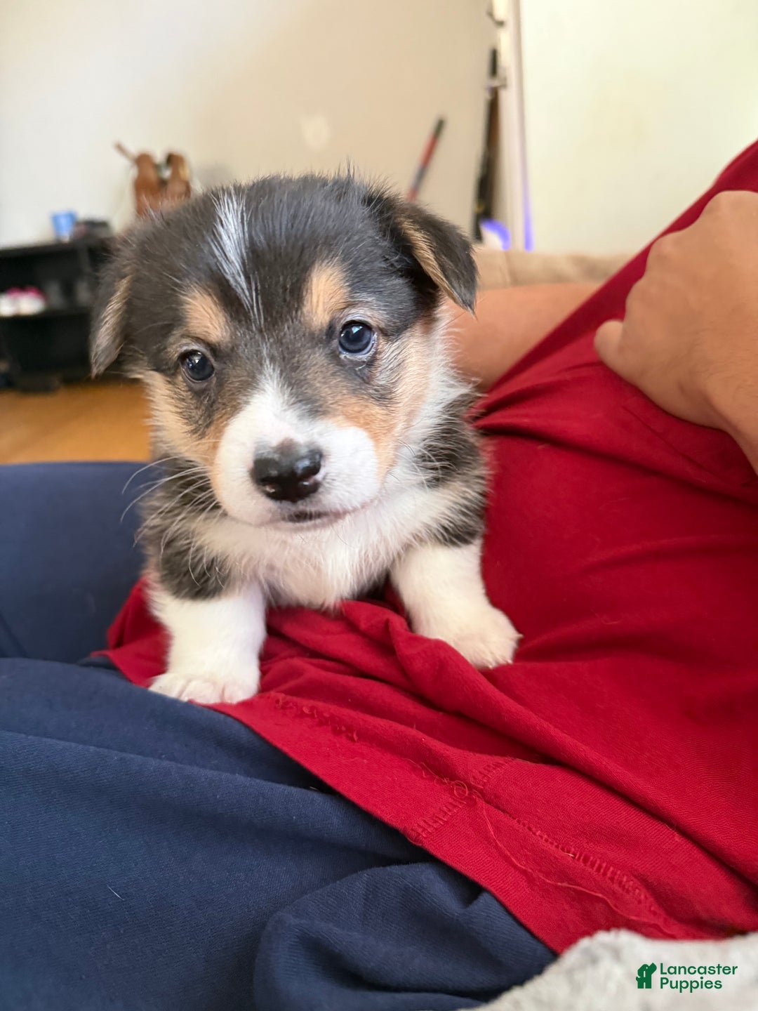 Welsh Corgi Pembroke dogs for sale: Pooh - Ad 9