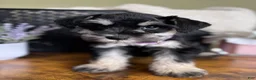 Miniature Schnauzer dogs for sale: Rosie - Ad 3