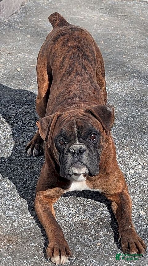 Boxer dogs Jack - Ad 1
