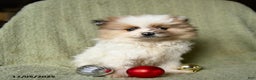 Pomeranian dogs for sale: Reggie - Ad 1