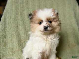 Pomeranian dogs Reggie - Ad 7