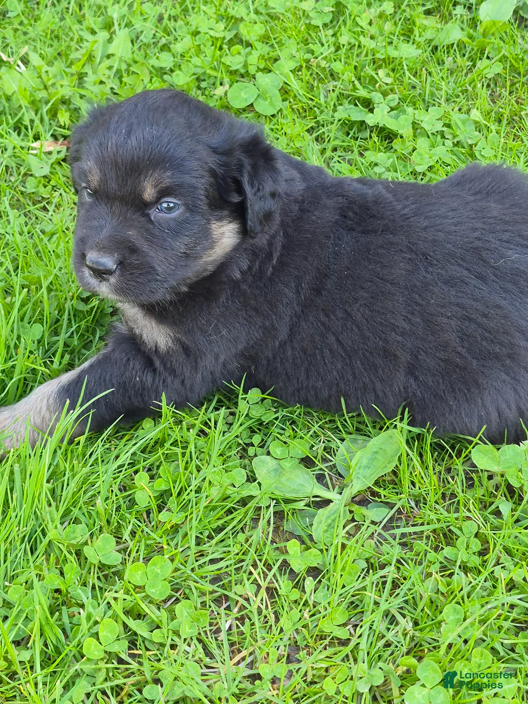Australian Shepherd dogs for sale: Australian Shepherd Puppy 2 - Ad 2
