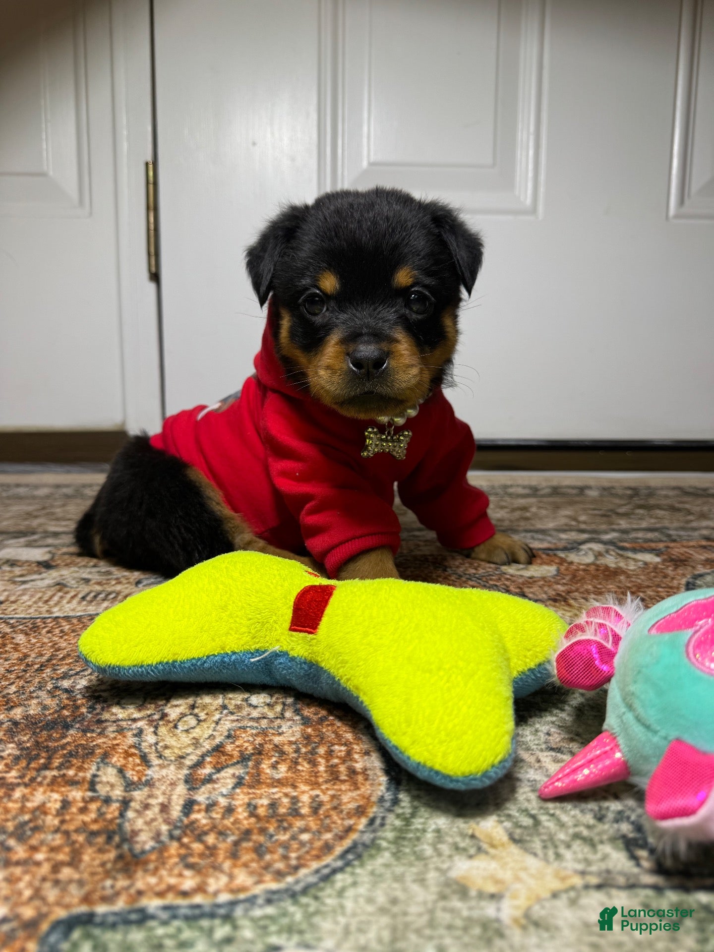 Rottweiler