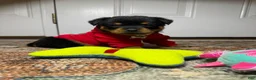 Rottweiler dogs for sale: Rottweiler 10 - Ad 1