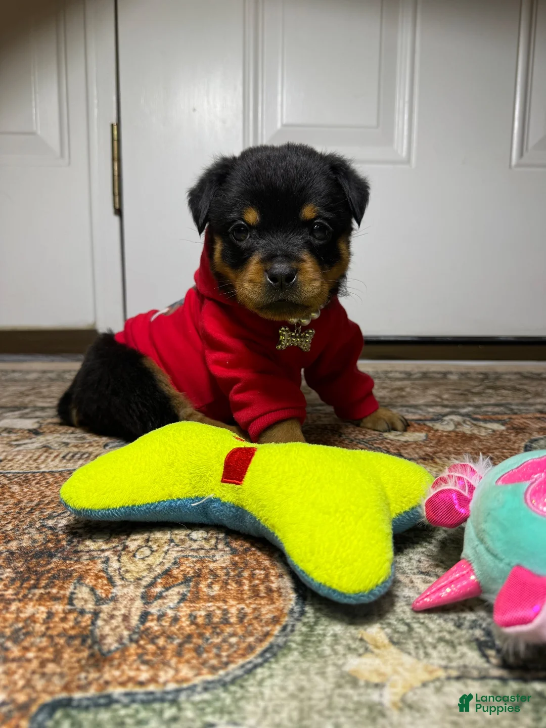 Rottweiler dogs for sale: Rottweiler 10 - Ad 1