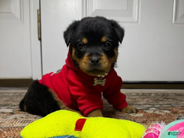 Rottweiler dogs for sale: Rottweiler 10 - Ad 1