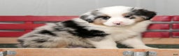 Miniature Australian Shepherd dogs for sale: Darrel - Ad 5