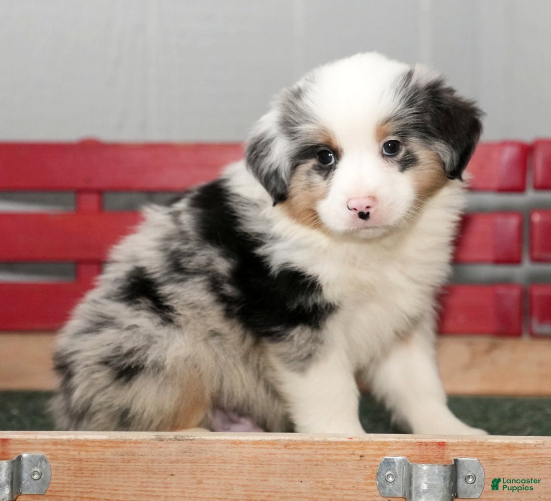 Miniature Australian Shepherd dogs for sale: Darrel - Ad 5