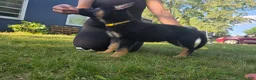 German Shepherd dogs for sale: Pixxie - Ad 3