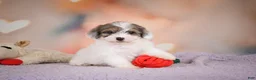 Maltipoo dogs for sale: Dusty - Ad 6