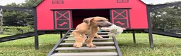 Great Dane dogs for sale: Patience Great Dane  - Ad 2