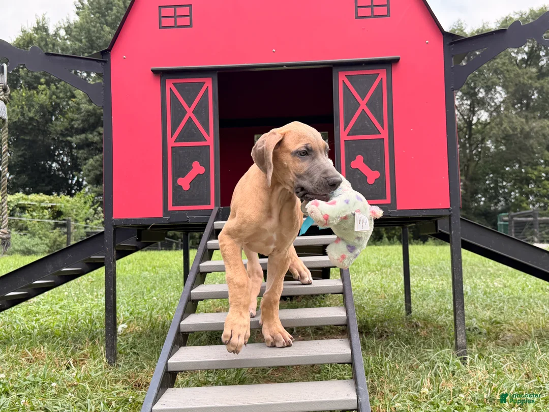 Great Dane dogs for sale: Patience Great Dane  - Ad 2