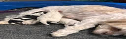 Mixed Breed dogs for sale: Patra (Patches)  - Ad 9