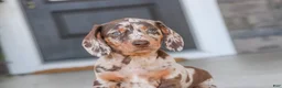 Dachshund dogs for sale: Macchiato - Ad 8