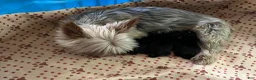 Yorkshire Terrier dogs for sale: Payton - Ad 32