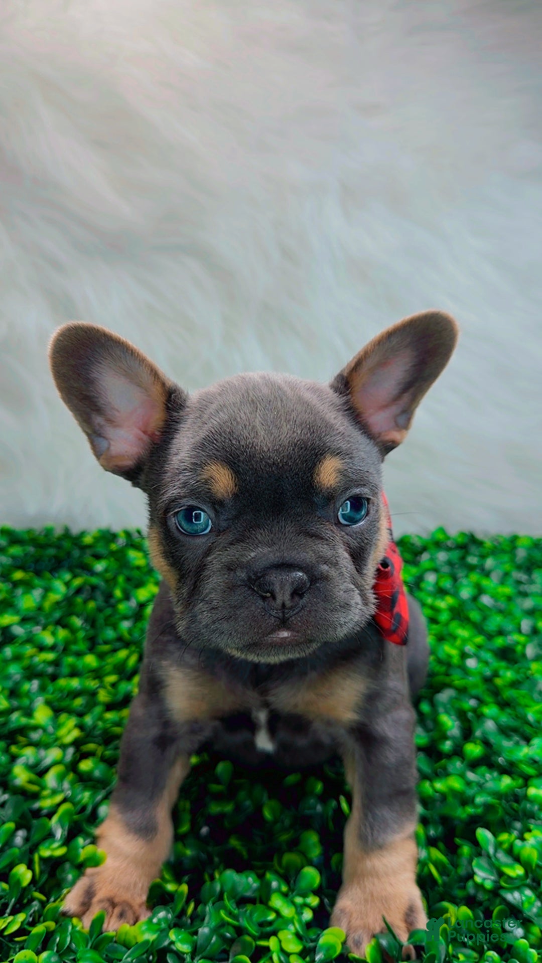 French Bulldog dogs for sale: TYSON - Ad 7