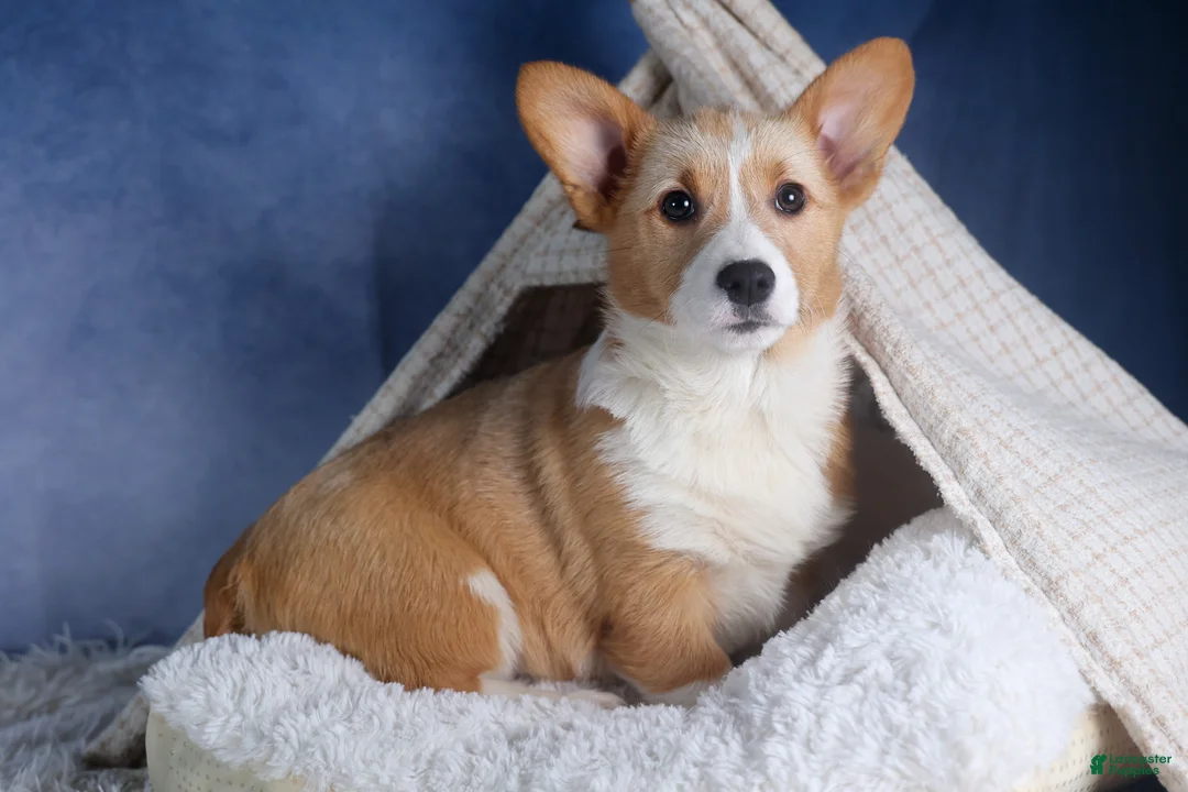 Welsh Corgi Pembroke dogs for sale: Milly - Ad 2