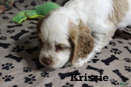 Cocker Spaniel dogs for sale: Krissie - Ad 2