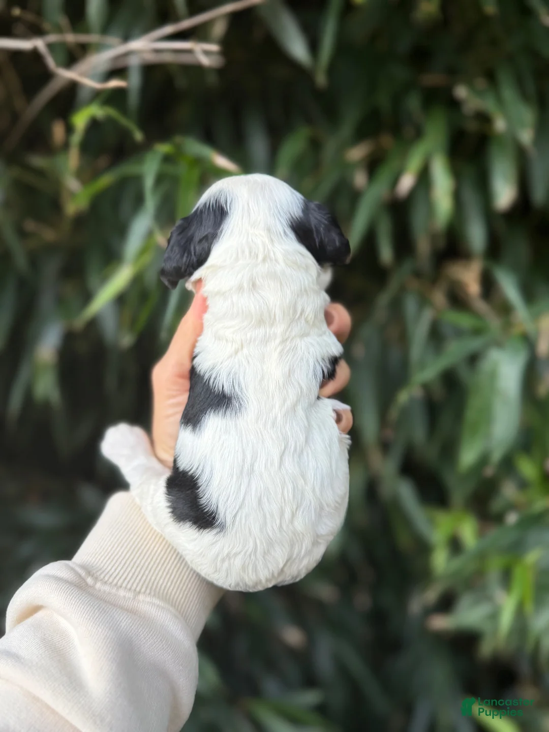 Cocker Spaniel dogs for sale: Cocker Spaniel 3 - Ad 2