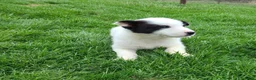 Border Collie dogs for sale: Princess  - Ad 3