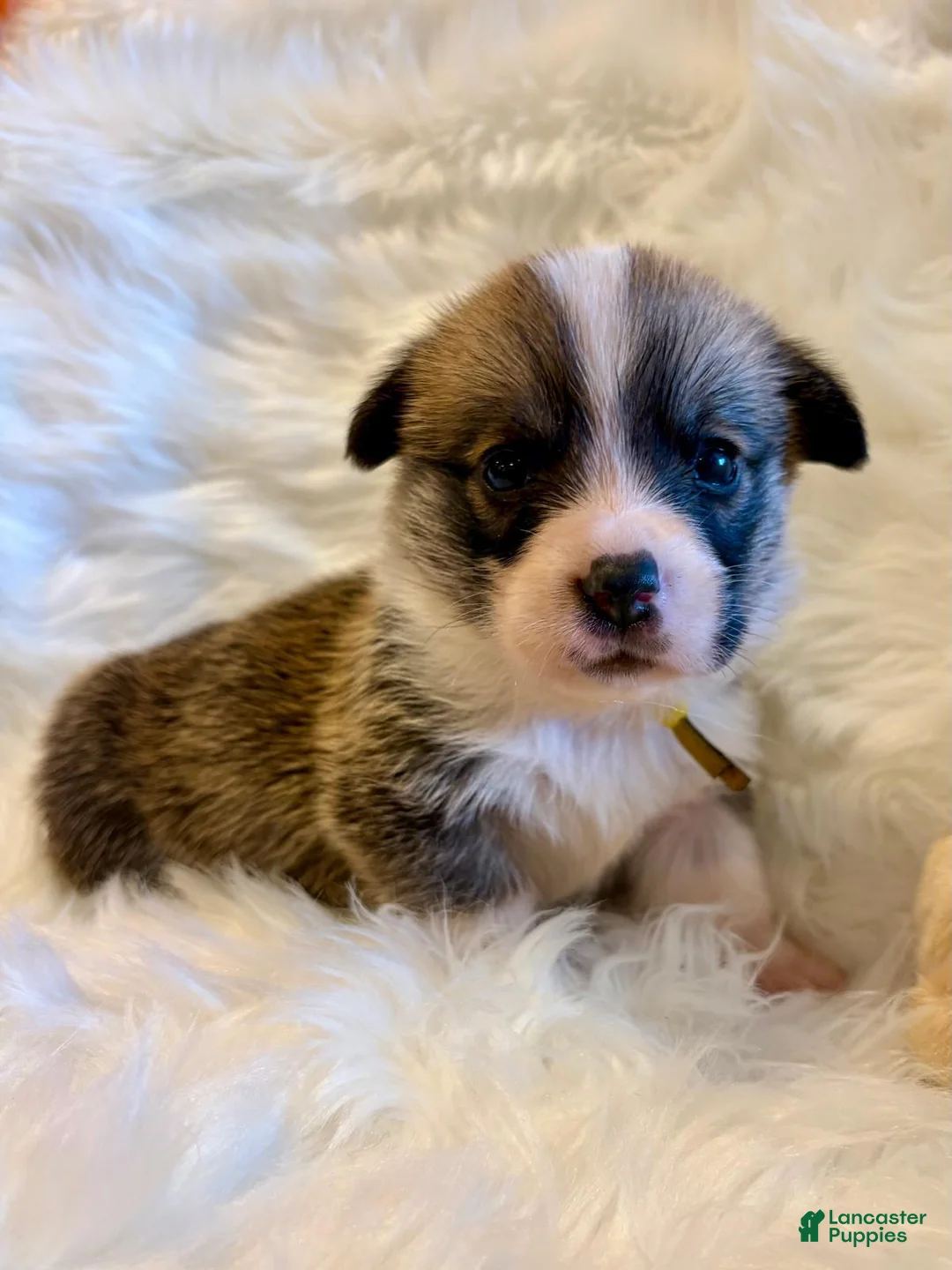 Welsh Corgi Pembroke dogs for sale: Gino (Blue Collar) - Ad 21