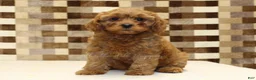Cavapoo dogs for sale: Dolly - Ad 3