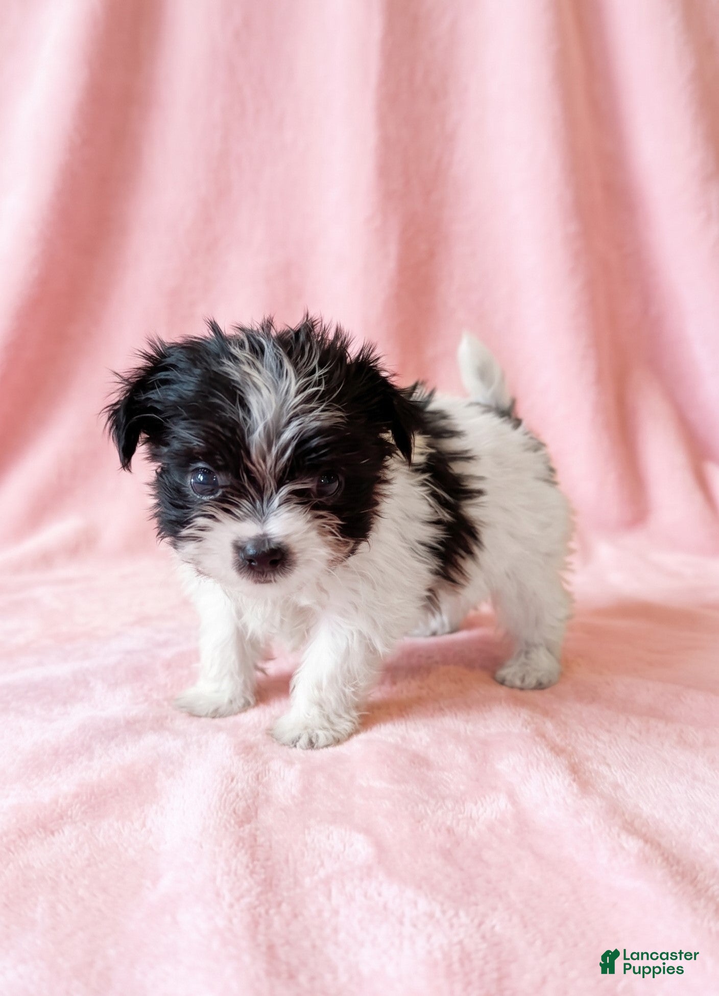 Mixed Breed dogs for sale: Gracie - Ad 2