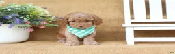 Cavapoo dogs for sale: Rowan - Ad 4