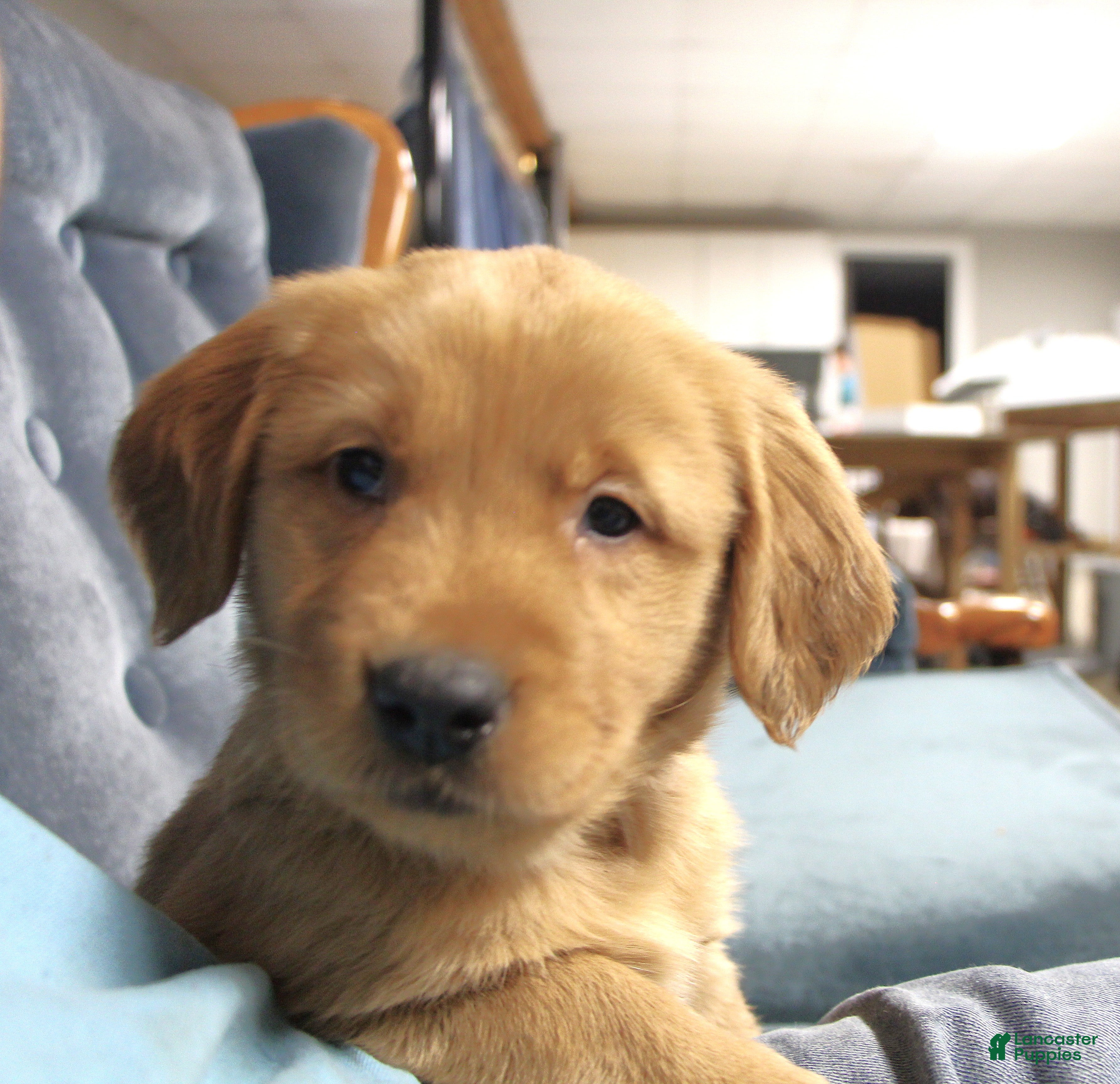 Golden Retriever dogs Brinn - Ad 2