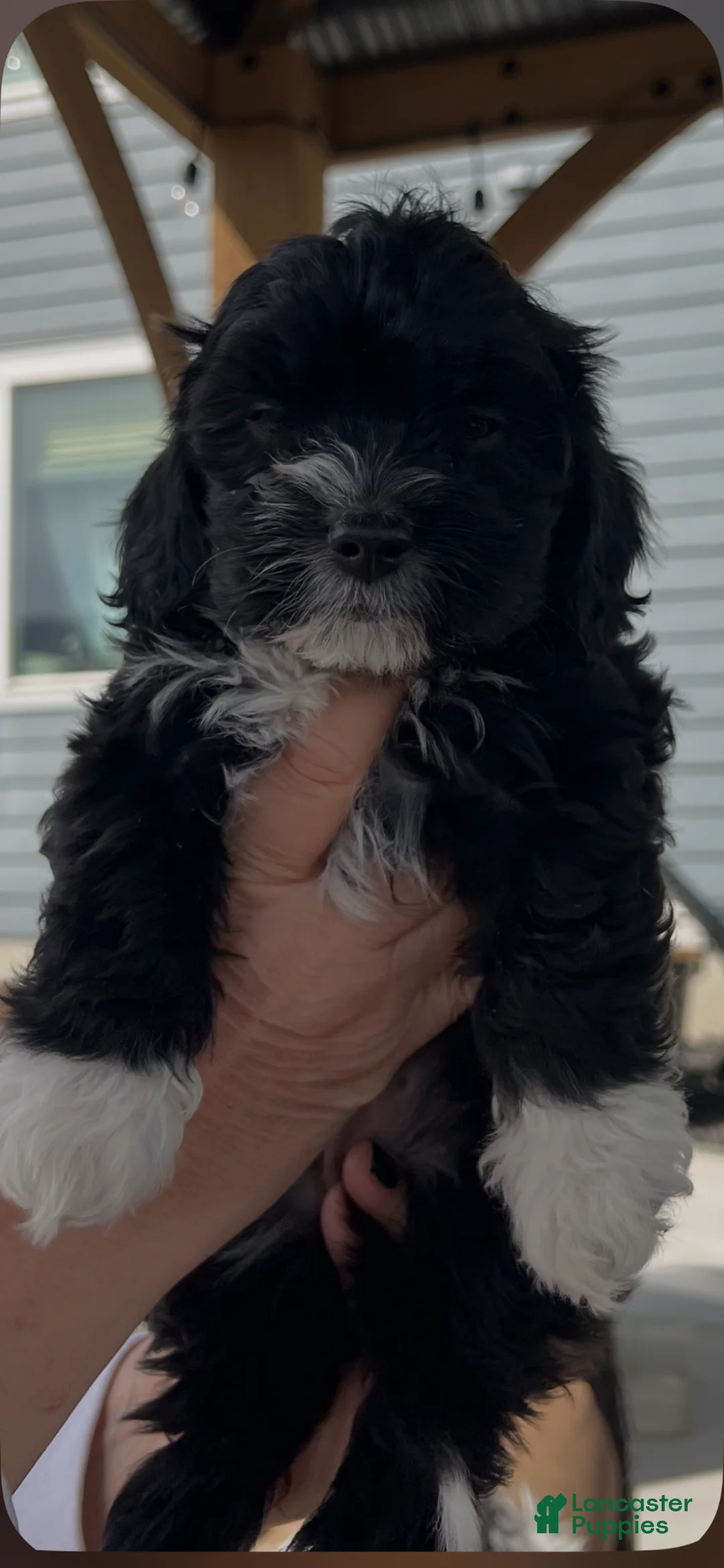 Cavapoo dogs for sale: Cavapoo Puppy 3 - Ad 1