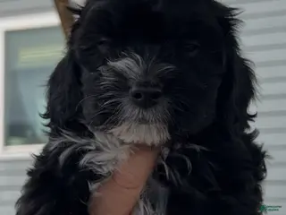 Cavapoo dogs for sale: Cavapoo Puppy 3 - Ad 3